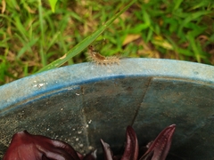Lymantriinae