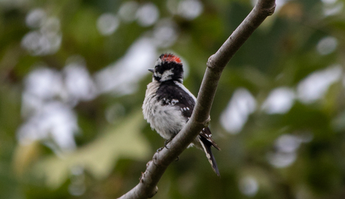 iNaturalist observation photo of Downy Woodpecker