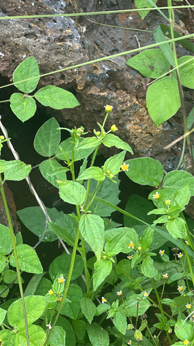 Galinsoga parviflora observed 2026-04-12
