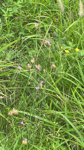 Petrorhagia dubia, 2026-04-12