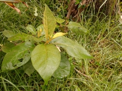 Solanum asperolanatum