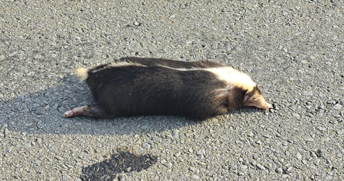 スカンクアナグマ