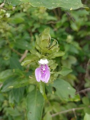 Brazilian Clover (Poikilacanthus bahiensis)