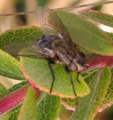 Pollenia rudis