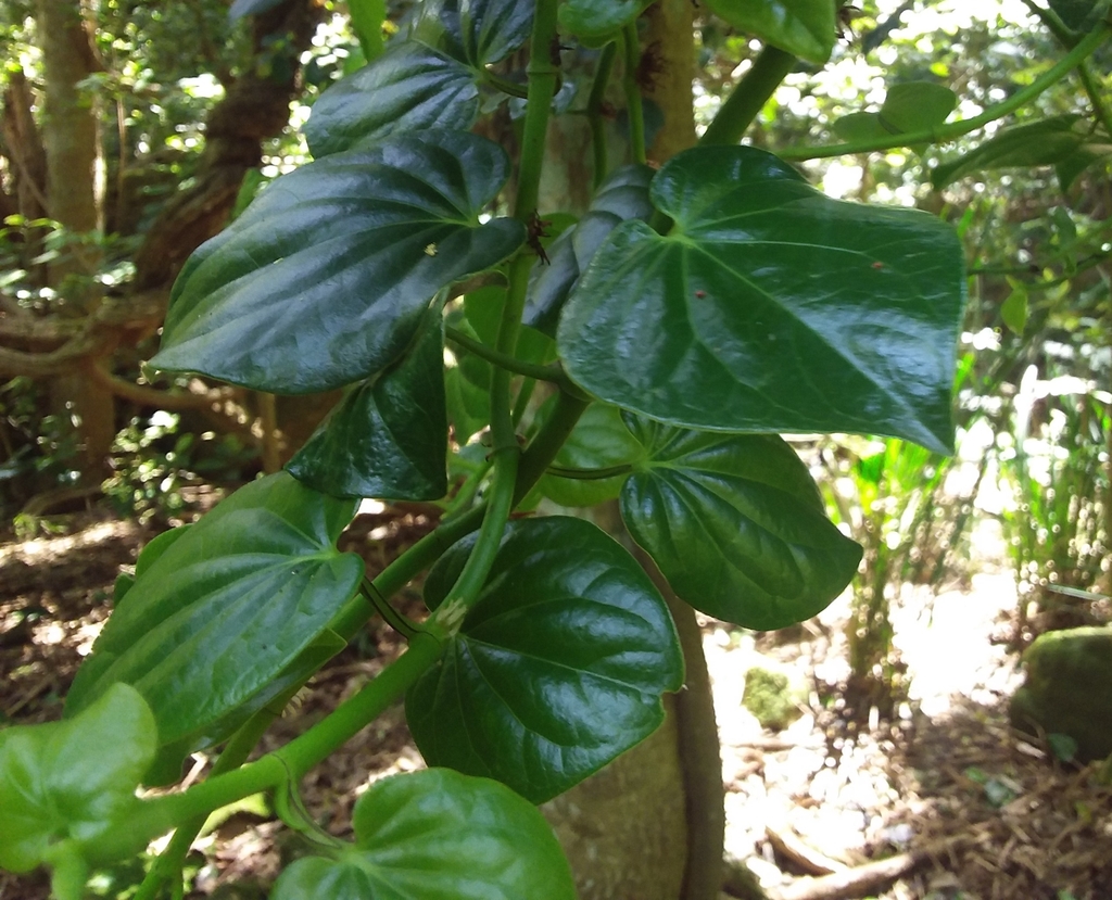 Australian Pepper Vine from Mount Keira NSW 2500, Australia on February