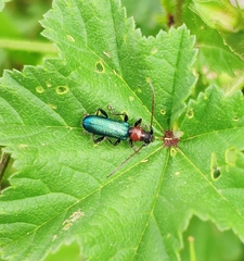 Cartallum ebulinum