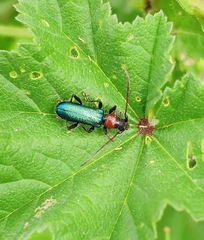 Cartallum ebulinum