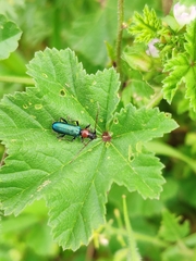 Cartallum ebulinum