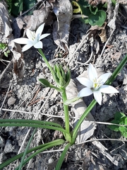 Ornithogalum umbellatum