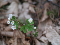 Isopyrum thalictroides