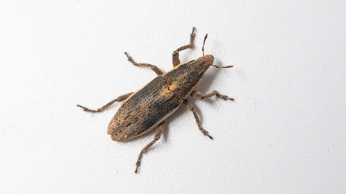 Temnorhinus limbifer
