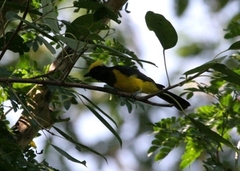 Melanochlora sultanea