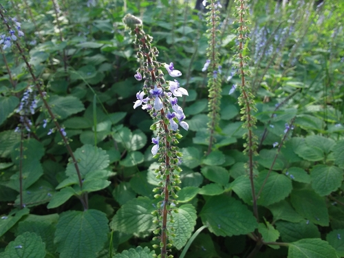 Coleus australis