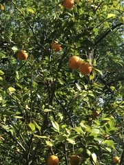 Citrus × aurantium