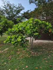 Anacardium occidentale