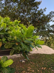 Anacardium occidentale