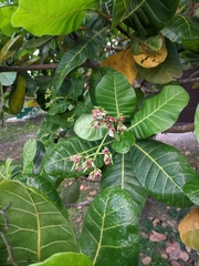 Anacardium occidentale