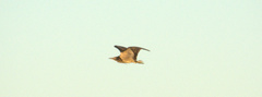Botaurus poiciloptilus