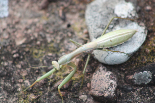 Coptopteryx argentina