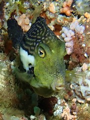 Rigid Boxfish photo 2