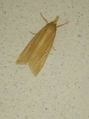 Diatraea