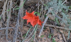 Cyrtanthus sanguineus