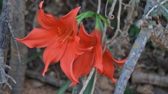Cyrtanthus sanguineus