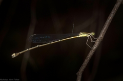 Rhadinosticta simplex