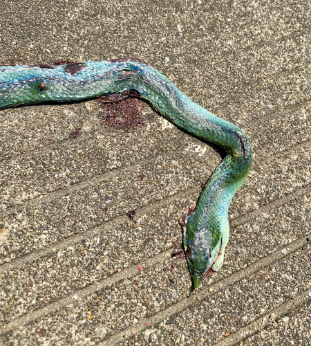 Hainan Rhinoceros Snake