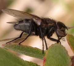 Pollenia rudis