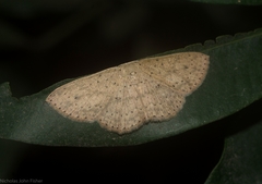 Cyclophora turneri