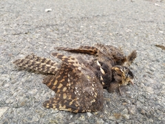 Caprimulgus longipennis