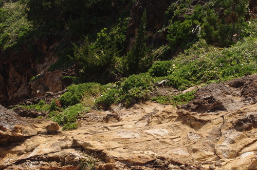Juniperus taxifolia iNat (3)
