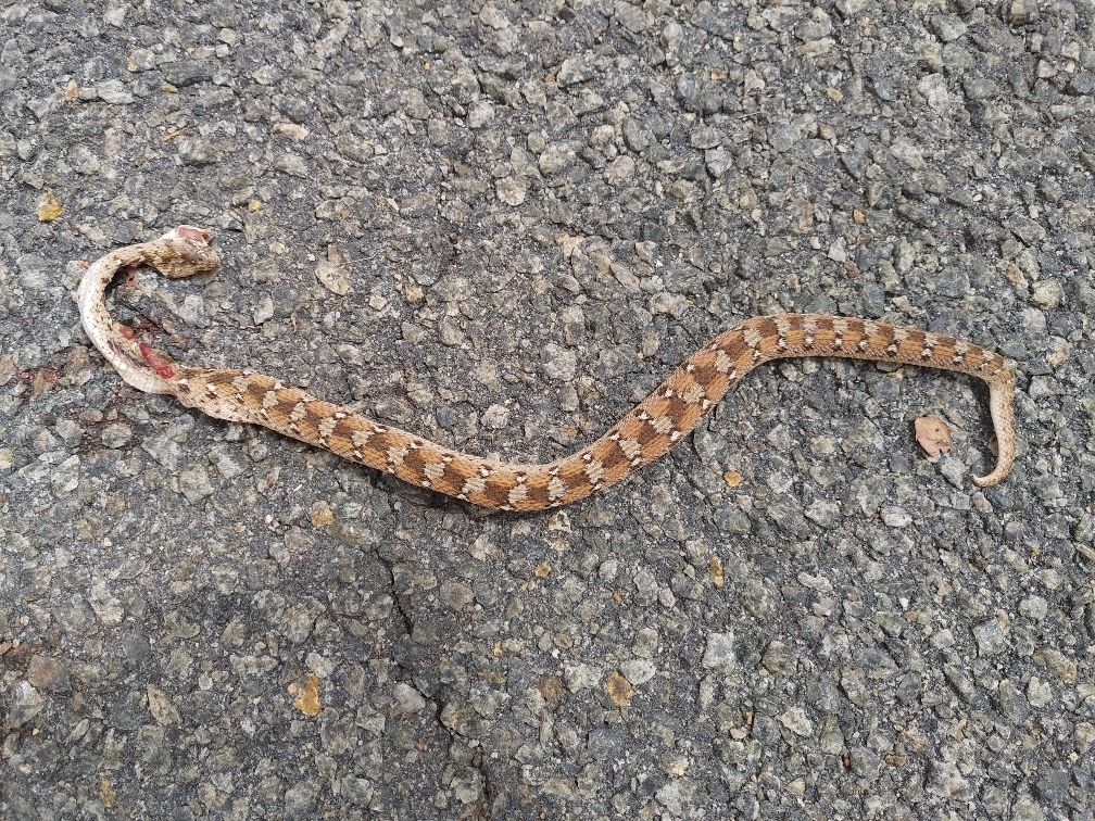 Roman's Carpet Viper from Yankari Game Reserve on March 12, 2020 by ...