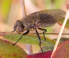 Pollenia rudis