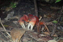Orisarma intermedium