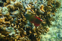 Labracinus cyclophthalmus
