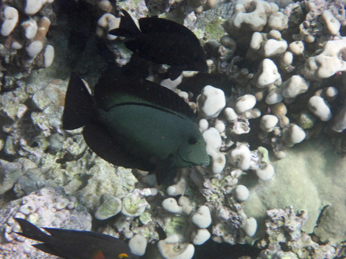 Ctenochaetus hawaiiensis, 2026-04-05