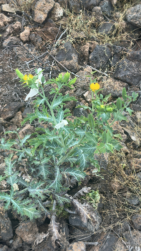 Argemone glauca observed 2026-04-12