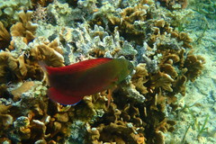 Labracinus cyclophthalmus