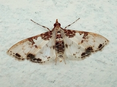 Azochis rufidiscalis