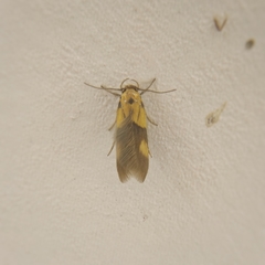Stathmopoda auriferella