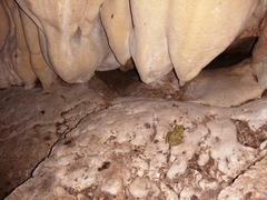 Eleutherodactylus flavescens