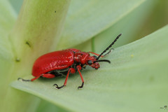 Lilioceris faldermanni