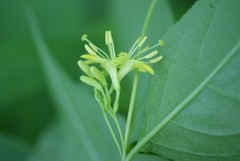 Diervilla lonicera