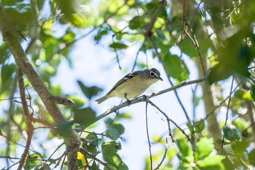 Cassin's Vireo (Vireo cassinii), photo 3