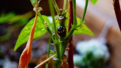 Chinavia marginata