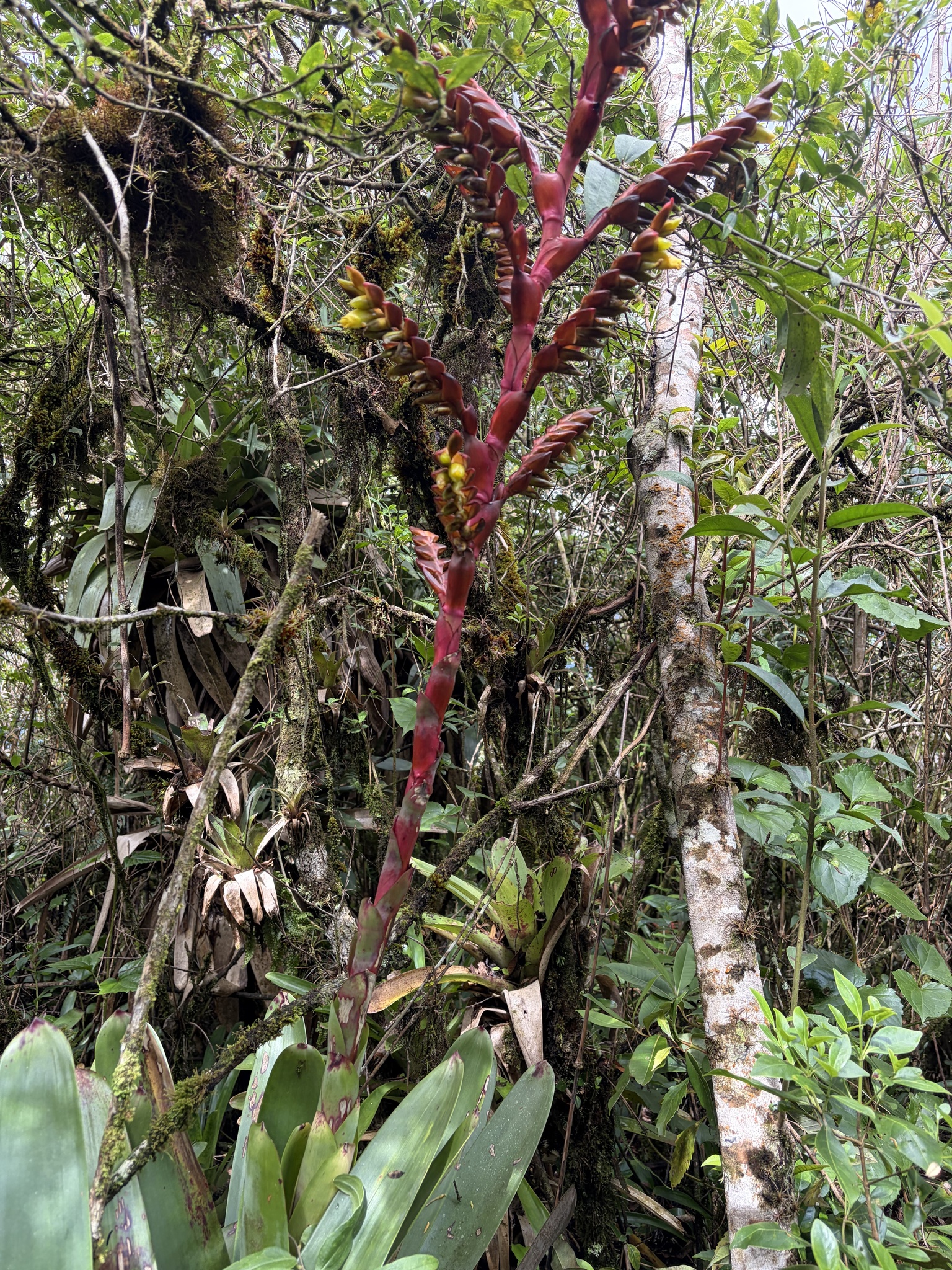 Vriesea itatiaiae