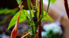 Chinavia marginata