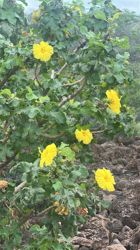 Hibiscus brackenridgei observed 2026-04-12